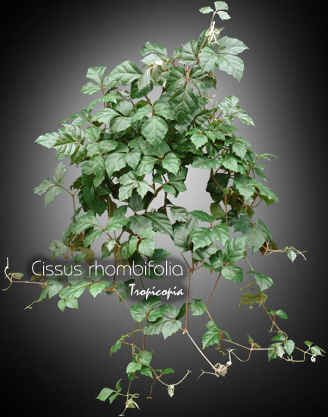 Suspendue - Cissus rhombifolia - Fausse vigne - Grape Ivy